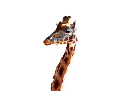 Giraffe isolated on white background Фото