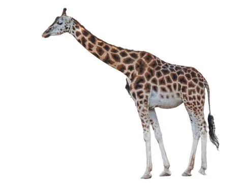 Giraffe isolated on white background Stockfoto's