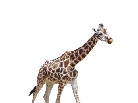 Giraffe isolated on white background 스톡 사진