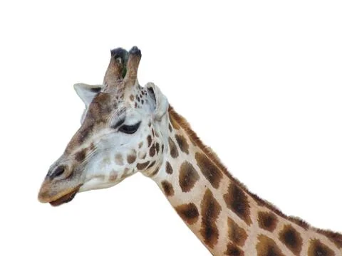 Giraffe isolated on white background 库存照片