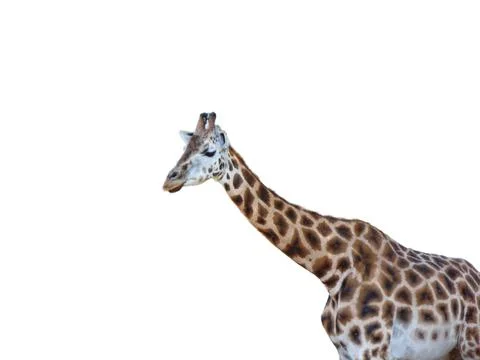 Giraffe isolated on white background Photos