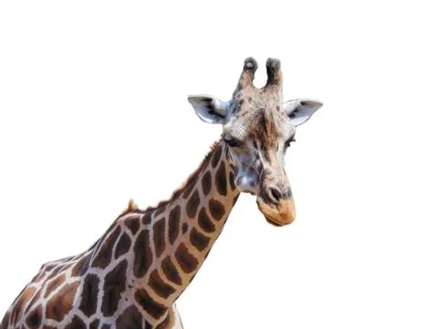 Giraffe isolated on white background Stockfoto's
