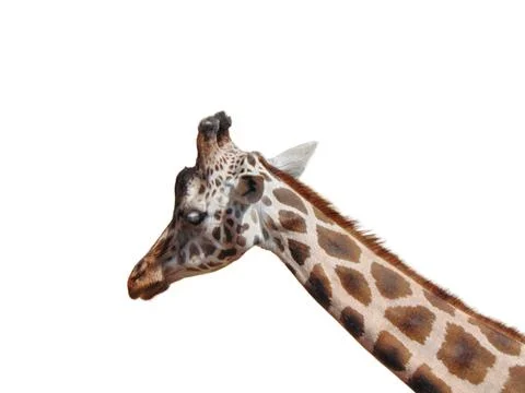 Giraffe isolated on white background Fotos Stock