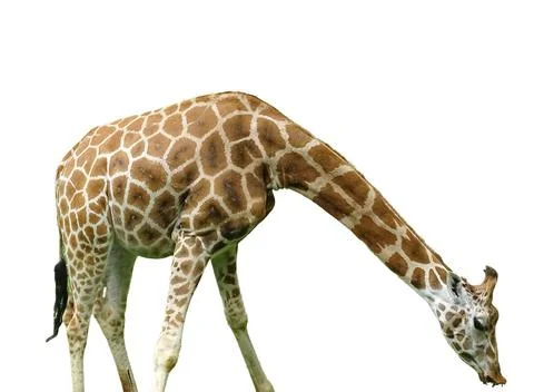 Giraffe isolated on white background Photos