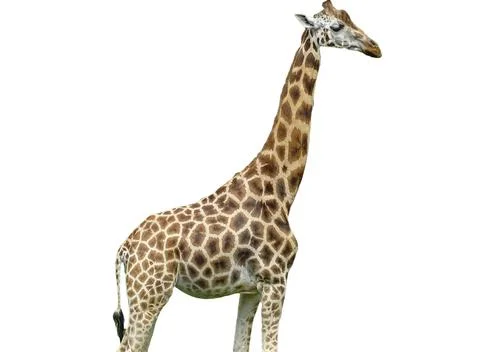 Giraffe isolated on white background Stock Photos