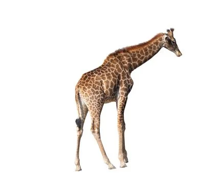 Giraffe isolated on white background Stock Photos