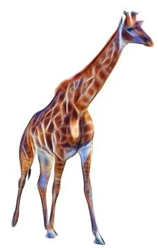Giraffe isolated on white background Stock Photos
