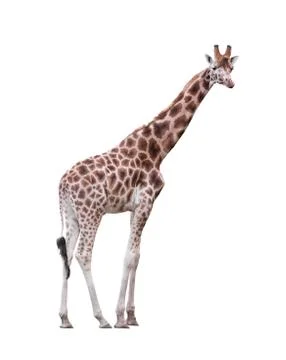 Giraffe isolated on white Stock Photos