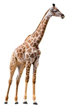 Giraffe isolated on white Stock Photos