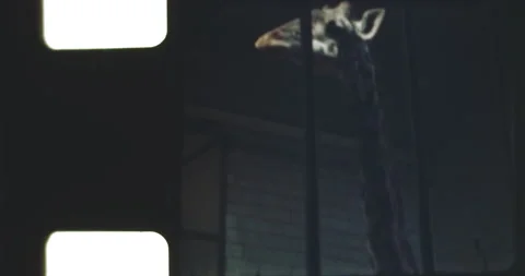 Giraffe at its' winter residence Stock Footage 237065655