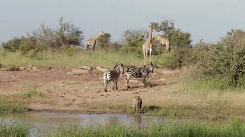 Giraffe keep watchful eye on lone hyena Stock Footage 146326849