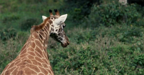 Giraffe in Kenya-4k Stock Footage 42249370