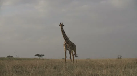 Giraffe in Kenya Vídeo Stock 34399680