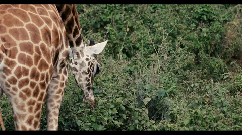 Giraffe in Kenya-HD Stock Footage 42391884