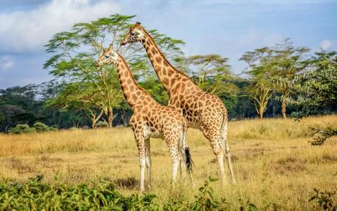 Giraffe in Kenya Stock Photos