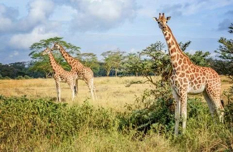 Giraffe in Kenya Stock Photos