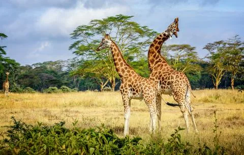 Giraffe in Kenya Stock Photos