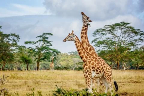 Giraffe in Kenya Stock Photos