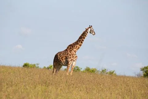 Giraffe in Kenya Stock Photos