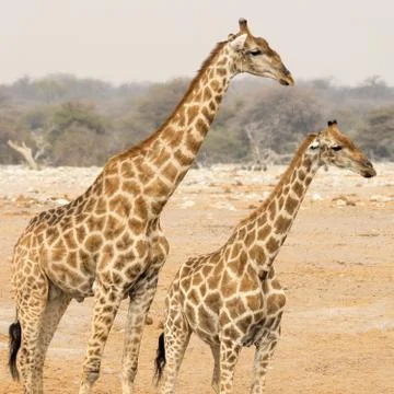 Giraffe with kitten Stock Photos