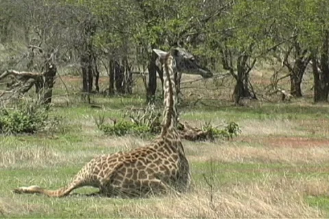 Giraffe laying down Stock Footage 96584