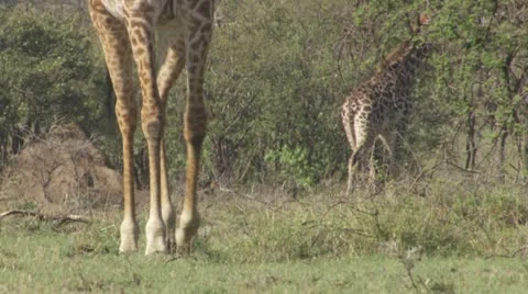 Giraffe legs camerashot Stock Footage 12653839