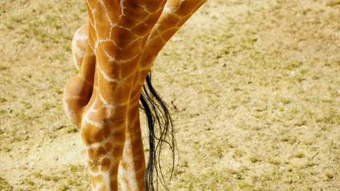 Giraffe legs, different shapes and sizes and pattern Stock Photos