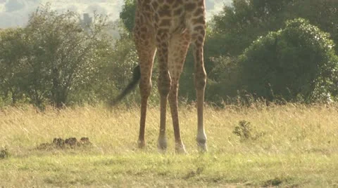 Giraffe legs Stock-Footage 22323669