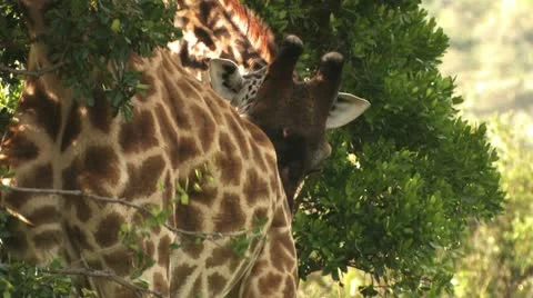 Giraffe is licking Video stock 22323551