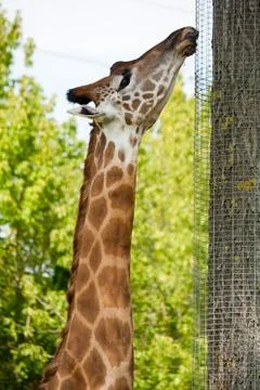Giraffe licking grid Stockfoto's