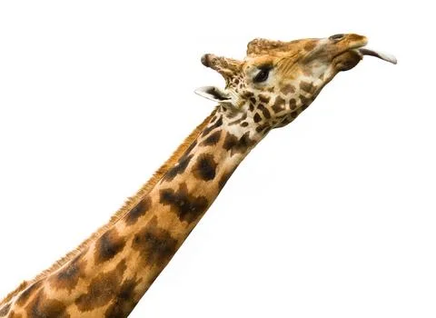 Giraffe licking - isolated.. Stock Photos