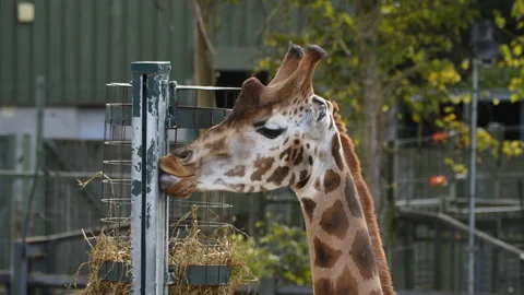 Giraffe licking metal post Video stock 162717095