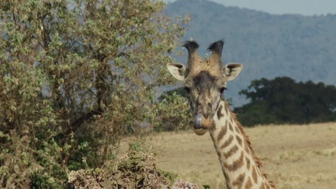 Giraffe licks and eats bushes of flowers in the savannah Stock Footage 104977531