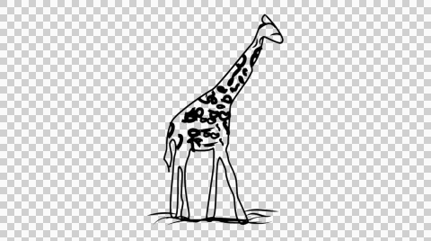 Giraffe Line Drawing Animation Transparent Background Vector Motion Graphics Stock Footage 44638814