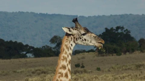 Giraffe with a long neck is chewing leaf in the savannah Stock Footage 104977377