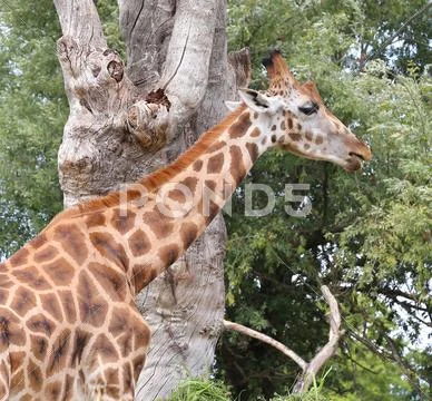 Giraffe with long neck eats the leaves of the trees Stock Photos