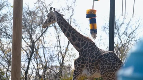 Giraffe with long neck inside the Pittsburgh Zoo in Pennsylvania Video stock 293727722