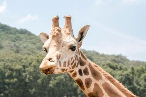Giraffe Look Stock Photos