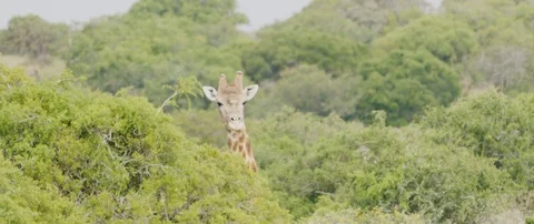 Giraffe looking around in the African savanna Stock Footage