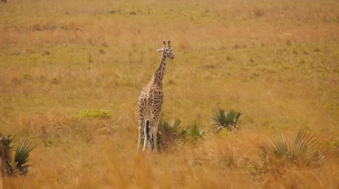 Giraffe looking around Stock Footage