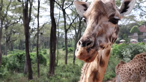 Giraffe looking around Stock Footage 170893685