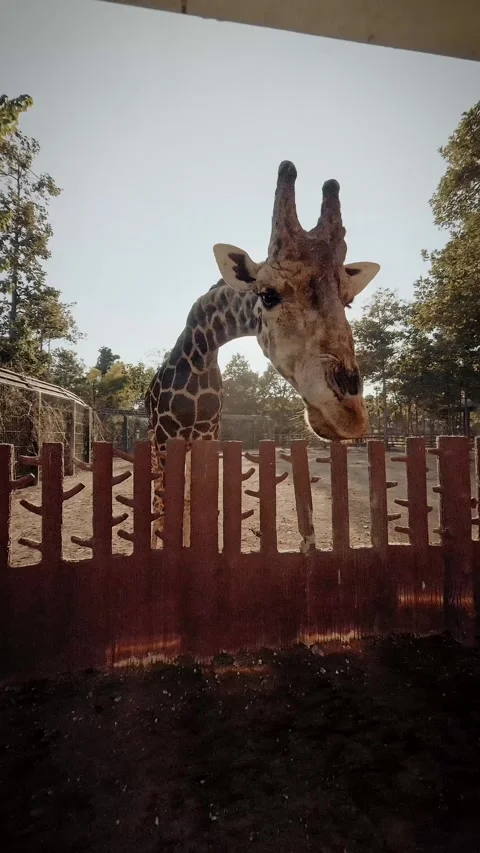 Giraffe Looking at Camera Behind Fence at Zoo, Close Up Wildlife Scene Video stock 327207637