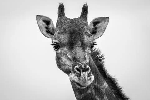 Giraffe looking at the camera in black and white. Stock Photos