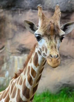 Giraffe looking at camera closeup Stock Photos