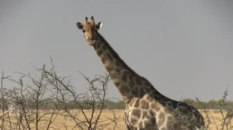 Giraffe looking at camera Video stock 12128497