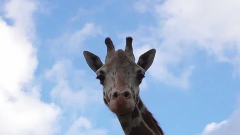 Giraffe looking at the camera 動画素材 136593134