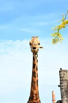 Giraffe Looking at Camera with Long Neck Against Blue Sky Stock Photos