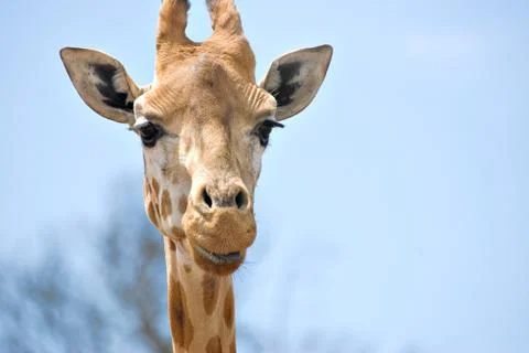 Giraffe looking at camera Stock Photos