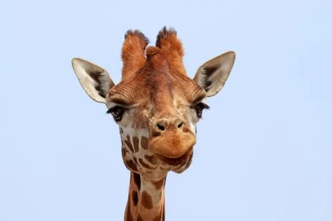 Giraffe looking into camera Stock Photos