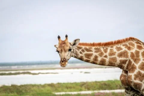 Giraffe looking at the camera. Stock Photos